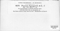 Puccinia agropyri image